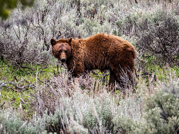 Cinnamon Black Bear - Yellowstone - 2022