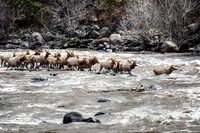 Gridlock on the River - Yellowstone - 2022