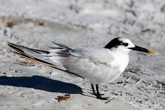 Sandwich Tern