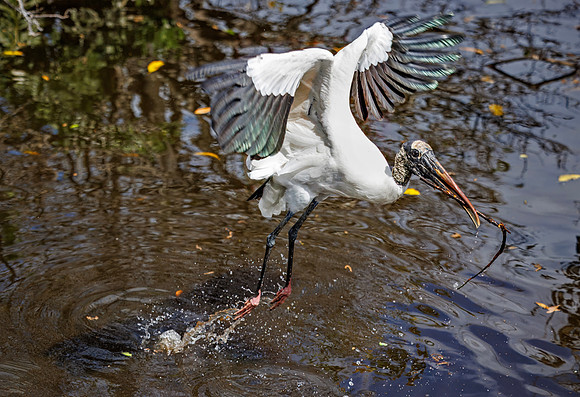 Wood Stork - Wakodahatchee Wetlands, FL - 2025