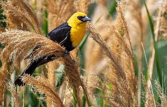Yellow-headed Blackbird