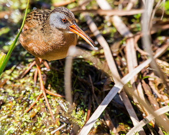 Virginia Rail taken at Spring Valley Wildlife Area in Ohio