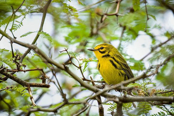 Prairie Warbler - Fort Zackary, FL 2017