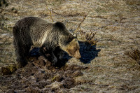 Grizzly Bear digging for one of its first post hibernation meals - Yellowstone 5/5/2022