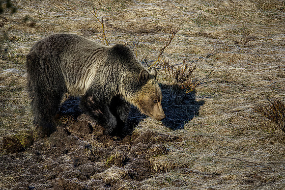 Grizzly Bear digging for one of its first post hibernation meals - Yellowstone 5/5/2022