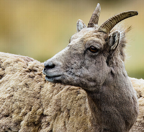 Bighorn Sheep - Yellowstone - 2022