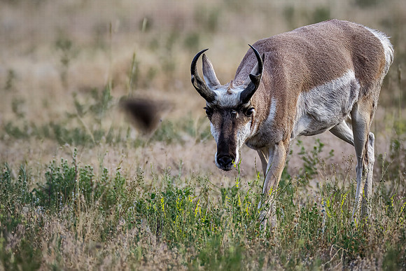 Male Pronghorn - Yellowstone's North Gate area - 2019