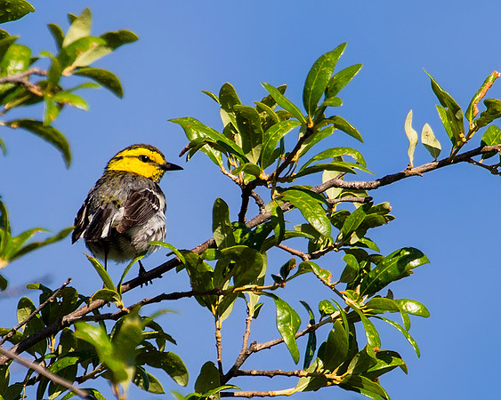 Golden-cheeked Warbler