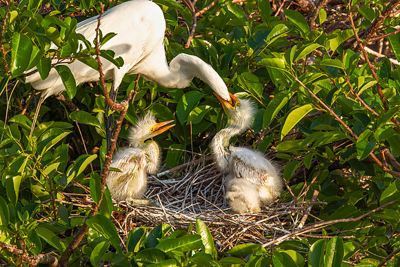 Great Egret feeding one of three chicks - Delray Beach, Florida - 2017