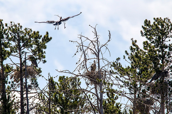 Great Blue Heron Rookery - Across Yellowstone River - Yellowstone National Park