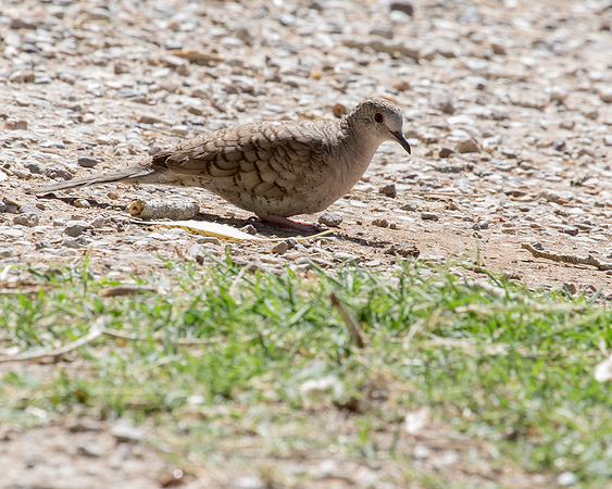 Inca Dove