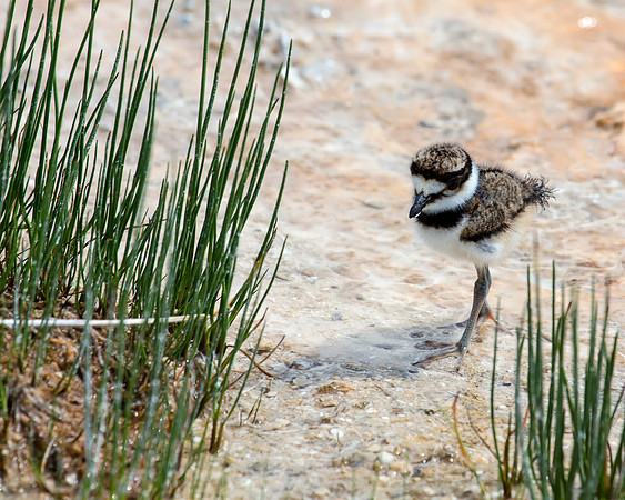 Kildeer chick in the Upper Geyser Basin runoff