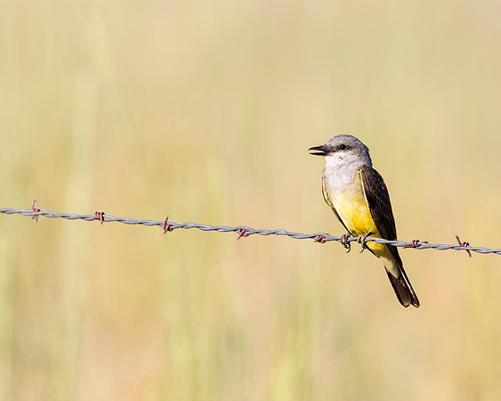 Western Kingbird