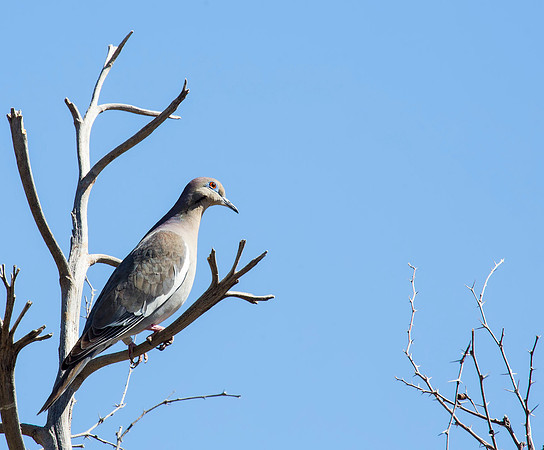 White-winged Dove - Bosque del Apache NWR