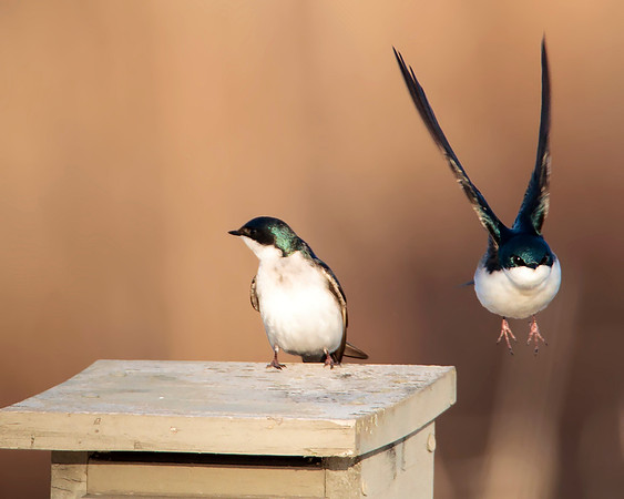 Tree Swallow - John Heinz NWR - Philadelphia