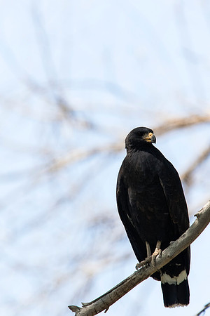 Common Black-Hawk