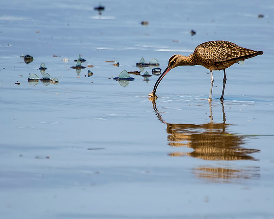 Whimbrel Sandpiper washing dinner before eating