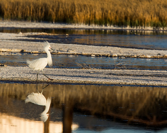 Snowy Egret strutting his stuff in the early New Mexico spring evening.