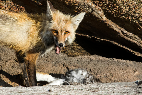 Red Fox with dinner for the kids at her feet - Yellowstone National Park