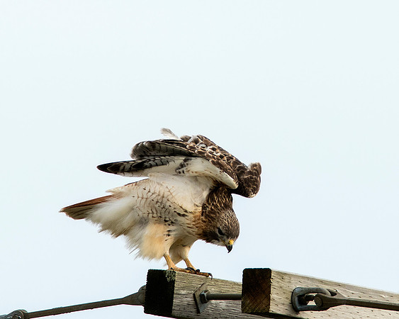 Red-tailed Hawk