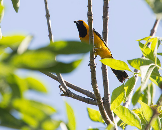 Hooded Oriole