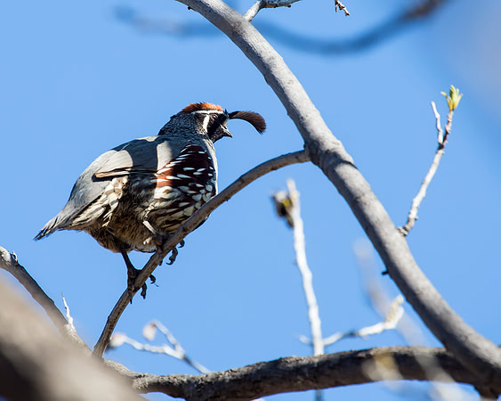 Gambel's Quail