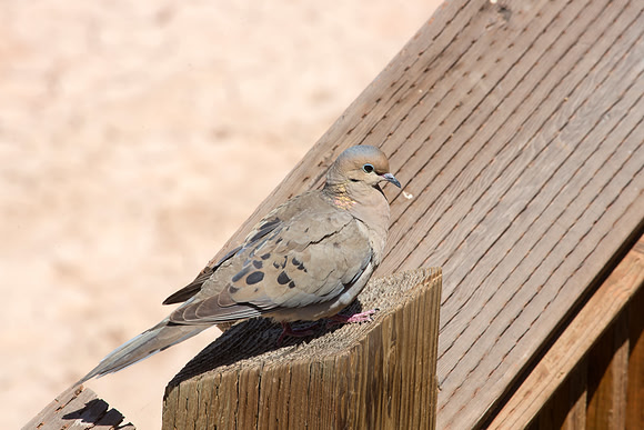 Mourning Dove - Salton Sea, CA