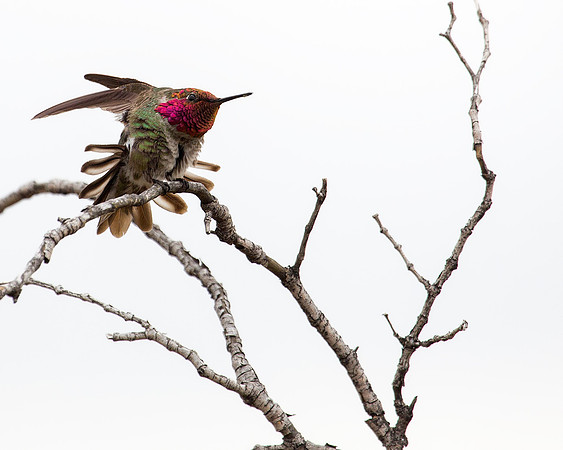 Costa's Hummingbird