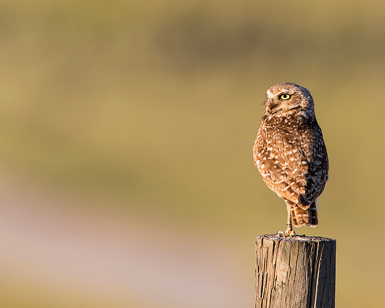 Burrowing Owl - Utah