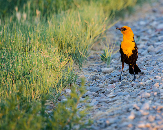 Yellow-headed Blackbird