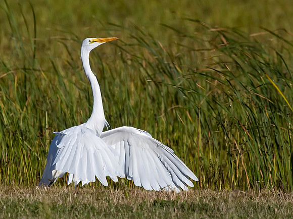 Great Egret - Ottawa National Wildlife Refuge