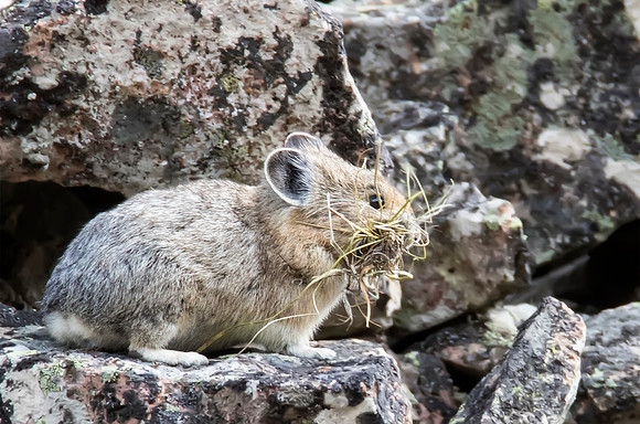 American Pika carrying lunch for today or next winter - Hell's Roaring Trailhead - Yellowstone National Park