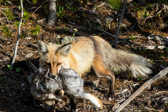 Red Fox bring dinner home to pups