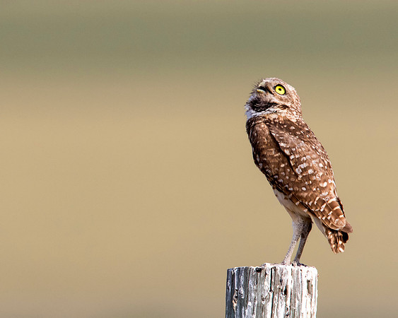 Burrowing Owl that gives a hoot! Do you?