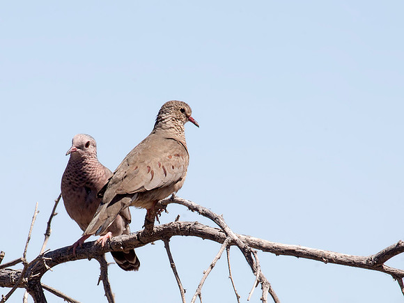 Common Ground-Dove - Salton Sea, CA
