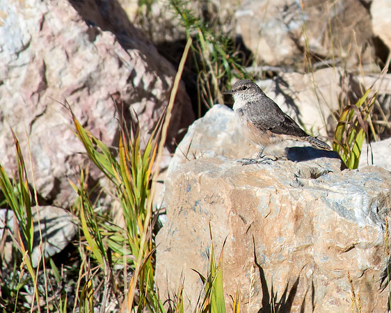 Rock Wren