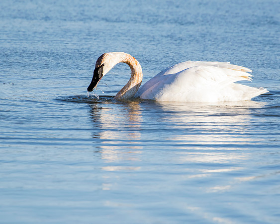 Trumpeter Swan - Maumee Bay State Park