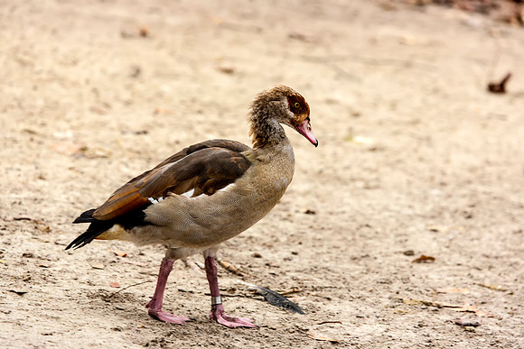 Egyptian Goose from Africia