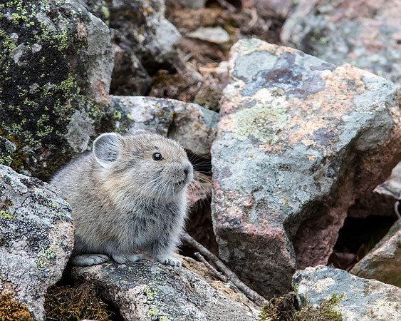 What a cutie the American Pika