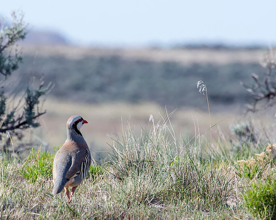 Chukar - Antelope Island in Salt Lake, Utah