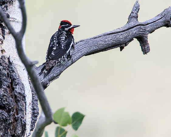 Red-napped Sapsucker - male - Lamar Valley