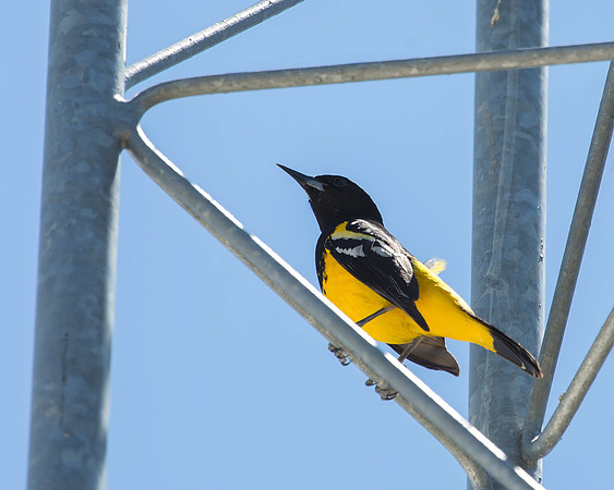 Scott's Oriole
