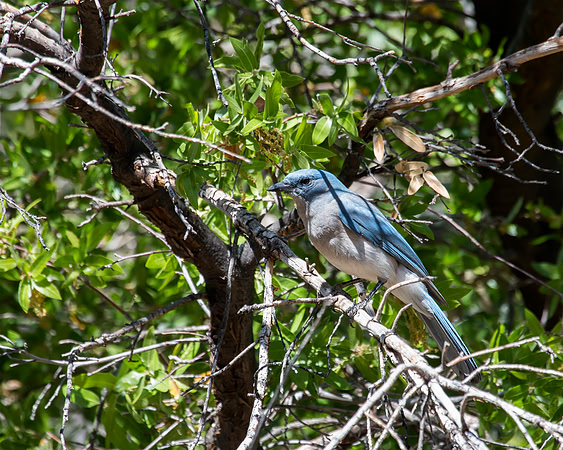 Mexican Jay - Hereford, AZ