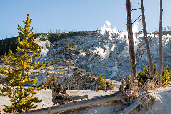 Roaring Mountain - a mass of fumaroles - Yellowstone National Park