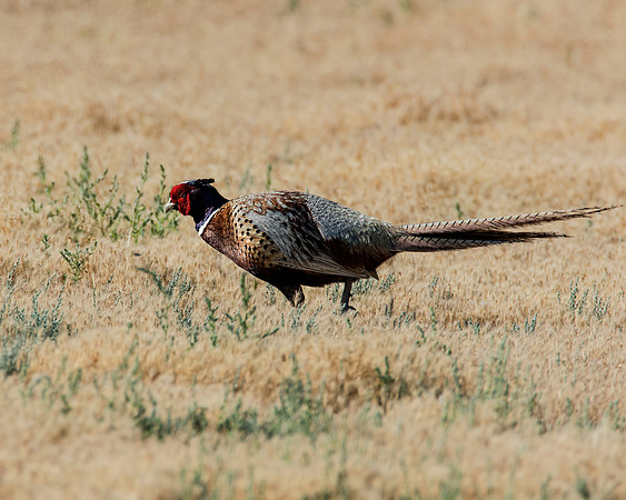 Ring-necked Pheasant - Bear River Bird Migratory Center - Utah