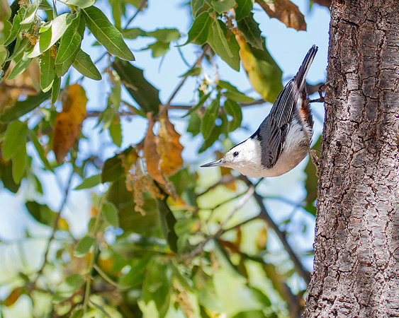 White-breasted Nuthatch in classic Nuthatch pose