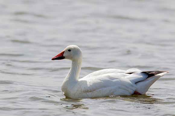 Snow Goose - Hanging out after the family has flown the coop