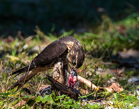 Merlin eating a European Starling