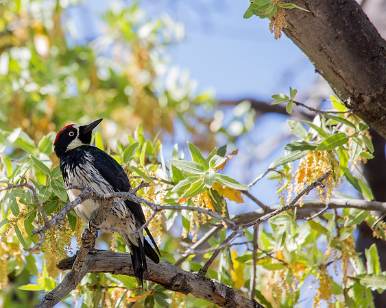 Acorn Woodpecker - SE Arizona