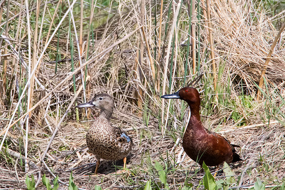 Cinnamon Teal - Bear River Bird Migratory Refuge